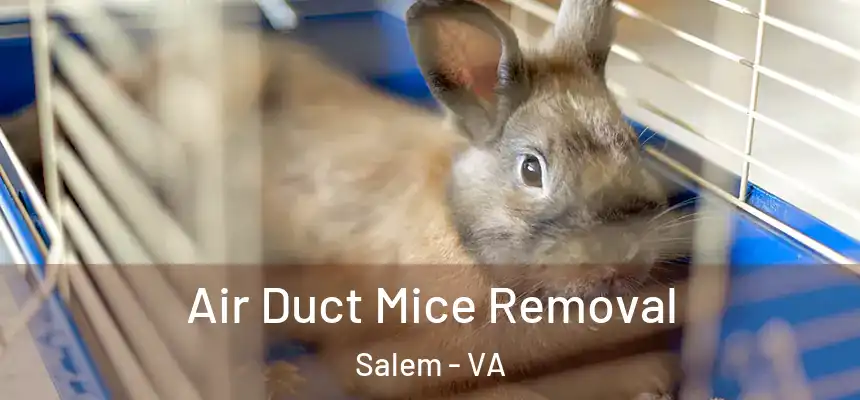  Air Duct Mice Removal Salem - VA